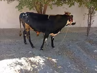 Бик, Russian Black pied cattle — фото 6