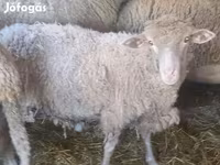 母羊, Sheep — 照片 1