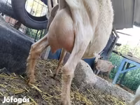 बकरी, Saanen goat — फ़ोटो 3