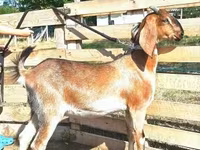 عنزة, Nubian Goat — الصورة 1