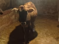 Cow, Azerbaijani zebu — photo 5