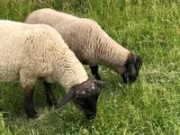 Widder, White Suffolk sheep — Foto 2