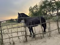 Caballo, Caballos — foto 4