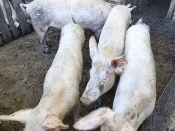 خنزير ذكر, الخنازير