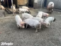 猪（批次，未指定性别）, Pigs — 照片 3