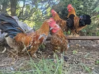 Chickens — फ़ोटो 2