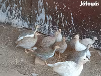 Guinea fowl — الصورة 2