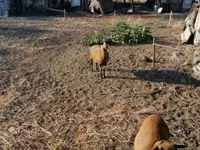 Oveja, Cameroon sheep — foto 2