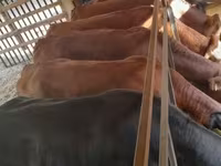 Kuh, Simmental cattle — Foto 1