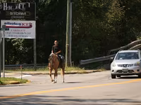 Horse (M), Quarter Horse — photo 5