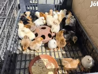 Chickens — 照片 1