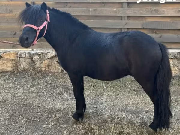 Horse (M), Horses