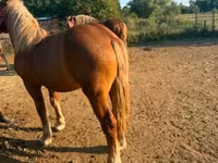 فرس, Hungarian horse breed — الصورة 4