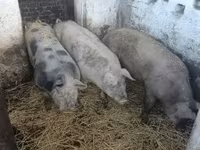 Cerdos (lote, sexo no especificado), Пьетрен — foto 2