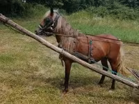 公马, Horses — 照片 2