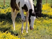 Cavalo, Gypsy horse — foto 3