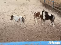 公马, Shetland Pony — 照片 4