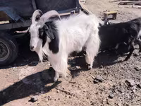 Ziege, Angora goats — Foto 1