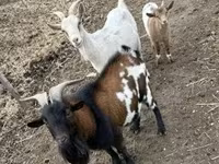 山羊（批次，未指定性别）, Goats — 照片 4