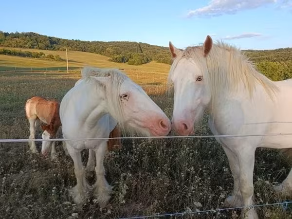 Cavalos (lote, sexo não especificado), Gypsy horse