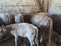 Byk, Charolais cattle — zdjęcie 5