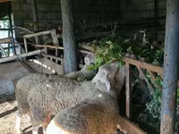 Ovan, Baerchuke sheep — fotografija 4
