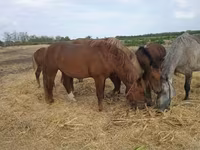 Koń, Konie — zdjęcie 3