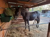 Kobyła, Lipizzaner — zdjęcie 2