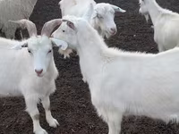 Goat, Goats — photo 4