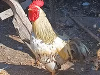 Chickens — photo 3