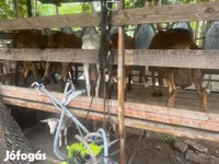 Ziege, Ziegen — Foto 3