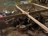 Nemački pekin — fotografija 4