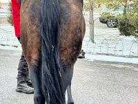 Kobyła, Akhal-Teke — zdjęcie 6