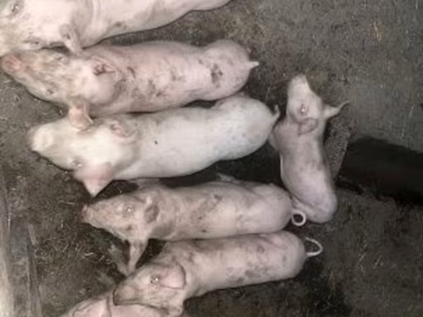 Säue, Schweine