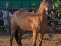 فرس, Arabian horse — الصورة 3