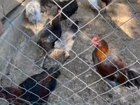Marans — foto 3