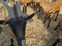 Kozioł, Alpine goat — zdjęcie 3