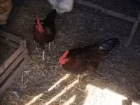 Chickens — الصورة 3