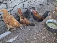ياكيدو — الصورة 3