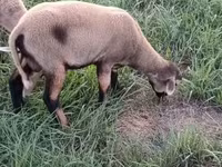 मेढ़ा, Cameroon sheep — फ़ोटो 3