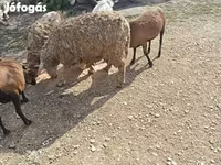 Ziege, Ziegen — Foto 2