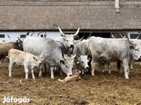 Kuh, Ungarische Graue Rasse — Foto 7