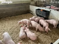 猪（批次，未指定性别）, Pigs — 照片 7