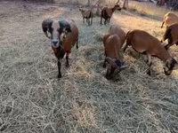 Carnero, Cameroon sheep — foto 1