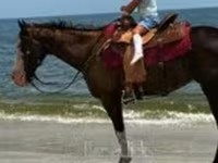 Kobila, American paint horse — fotografija 7