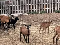 母羊, Cameroon sheep — 照片 3