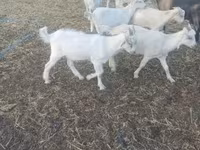 Ziege, Saanen goat — Foto 2
