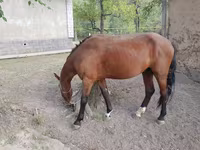Pastuv, Karachay horse — fotografija 2