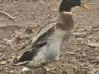 Geese — zdjęcie 3