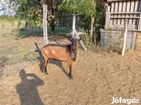 बकरा, Alpine goat — फ़ोटो 7